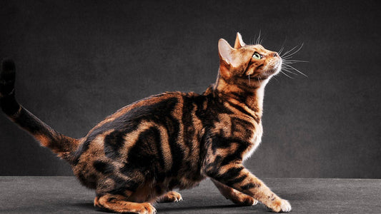 Top 10 Most Expensive Cat Breeds: A Purr-Fectly Pricey Passion Part II - FISHOILCAT